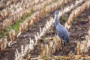 Sandhill crane (Grus canadensis) standing in a Wisconsin harvested cornfield, horizontal