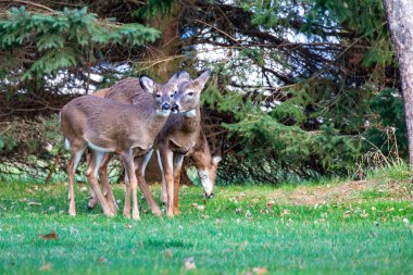 White-tailed deer (odocoileus virginianus) eating with her fawns, horizontal