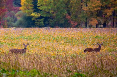 Two white-tailed deer bucks (odocoileus virginianus) standing in a soybean field in September, horizontal