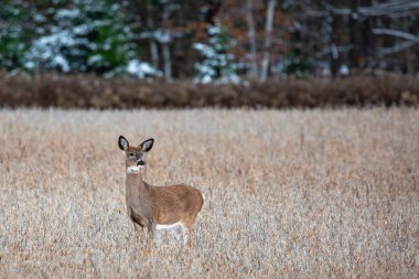 White-tailed deer (odocoileus virginianus) fawn buck standing in a soybean field, horizontal