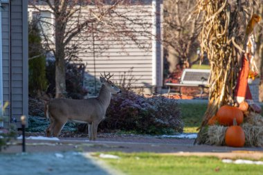 White-tailed deer buck (odocoileus virginianus) standing in a front yard of a home in centeral Wisconsin during the rut, horizontal