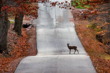 White-tailed deer buck (odocoileus virginianus) standing on a Wisconsin road, horizontal