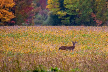 Eylül ayında bir soya fasulyesi tarlasında duran beyaz kuyruklu geyik geyiği (odocoileus virginianus)