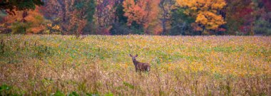 Eylül ayında soya fasulyesi tarlasında duran beyaz kuyruklu geyik geyiği (odocoileus virginianus), panorama