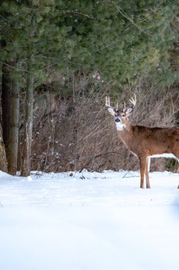 Beyaz kuyruklu geyik geyiği (odocoileus virginianus) Ocak ayında bir Wisconsin sahasında dikey durmaktadır.