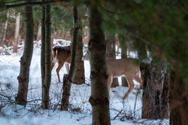 Beyaz kuyruklu geyik geyiği (odocoileus virginianus) Ocak ayında Wisconsin ormanında yatay olarak kamufle edildi.