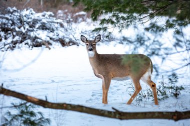 Beyaz kuyruklu geyik, dişi geyik (odocoileus virginianus) Ocak ayında bir Wisconsin sahasında yatay olarak durur.