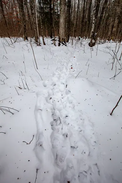 White-tailed deer tracks going in and out of a Wisconsin wooded property, vertical