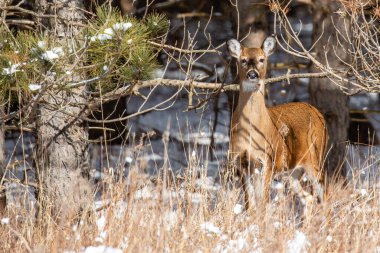 Beyaz kuyruklu geyik (odocoileus virginianus) Wisconsin ormanında yatay duruyor.