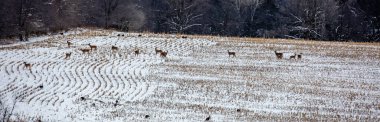 Beyaz kuyruklu geyik (Odocoileus virginianus) ve kar kaplı Wisconsin mısır tarlasında yabani hindiler, panorama