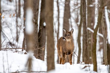 Beyaz kuyruklu geyik (Odocoileus virginianus) Wisconsin ormanında ağzı açık, yatay bir şekilde durmaktadır.