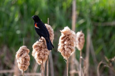 Red-winged Blackbird (Agelaius phoeniceus) adult perched on a cattail in April, horizontal clipart