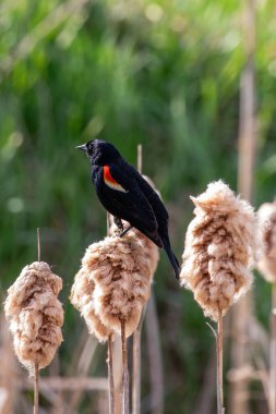 Kırmızı kanatlı Karatavuk (Agelaius phoeniceus) yetişkin nisan ayında dikey bir kuyruğa tünemiştir.