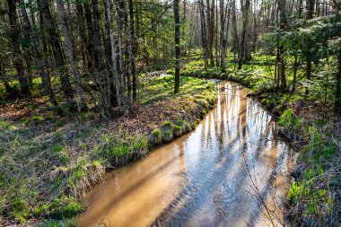 İlkbahar kahverengisinde akan dereli bir orman, yatay ve akıntılı