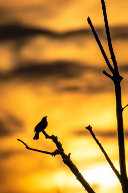 Kırmızı kanatlı bir Blackbird 'ün silueti (Agelaius phoeniceus) kopya uzayı olan turuncu bir gökyüzünde, dikey