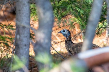 Vahşi doğu hindisi (Meleagris dörtnala) Wisconsin ormanında, yatay