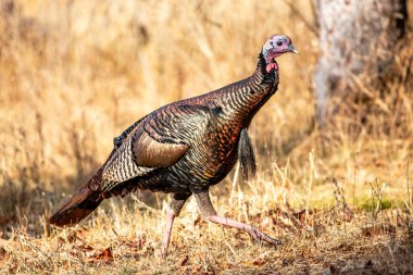 Sonbaharda Wisconsin 'de bir erkek vahşi hindi (Meleagris dörtnala) yatay olarak bir arazide