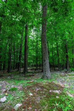 Rib Mountain State Park 'taki orman ve Wausau, Wisconsin' deki Granit Tepe Kayak alanı, dikey
