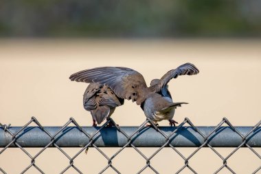 Zincir halkalı tel örgü üzerinde bir çift macroura (Zenaida macroura).