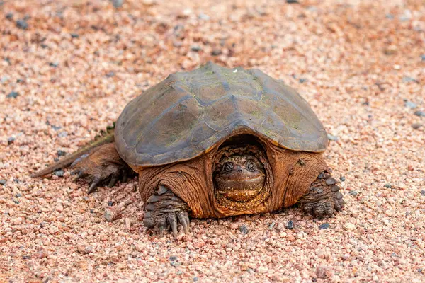 stock image Snapping Turtle (Chelydra serpentina) on a gravel road, horizontal