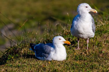 Batı Martı (Larus occidentalis) gagasında su damlacıklarıyla çimlerin üzerinde yatar.