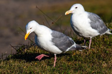 Batı Martı (Larus occidentalis) çimenlerde, yatay olarak yürüyor