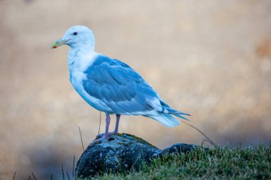 Batı Martı (Larus occidentalis) yatay bir kayanın üzerinde duruyor