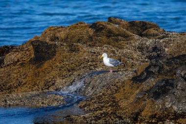 Batı Martı (Larus occidentalis) kayalık kıyılarda yiyecek ve yatay arayarak yürüyor