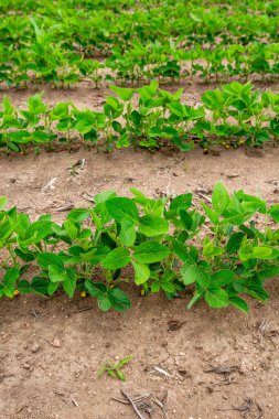 Wisconsin soya tarlası yaz başında, dikey.