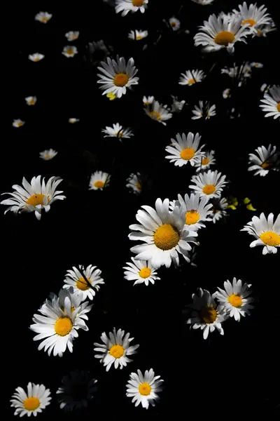 stock image Wild daisy (Bellis perennis) during summer in Wisconsin with black background, vertical