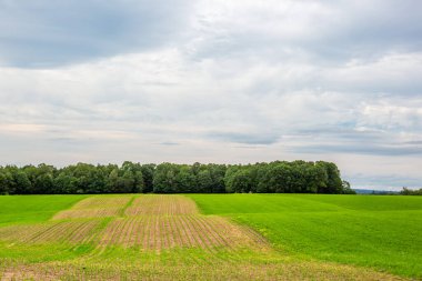 Mısır ve saman sırayla Wisconsin 'de kırpma işlemleri için sıralanmış, yatay olarak.