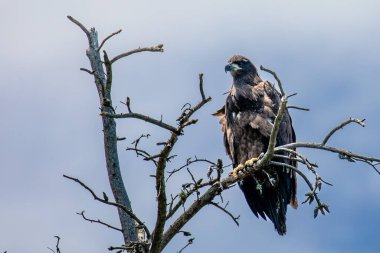 Kel Kartal (Haliaeetus leucocephalus) genç, mavi gökyüzü arka planında fotokopi alanı, yatay