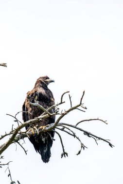 Kel Kartal (Haliaeetus leucocephalus) genç, kopya alanı olan beyaz bir arka planda, dikey