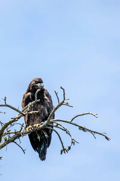 stock image Bald Eagle (Haliaeetus leucocephalus) juvenile, in a blue sky background with copy space, vertical