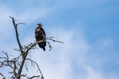 Bald Eagle (Haliaeetus leucocephalus) juvenile, in a blue sky background with copy space, horizontal clipart