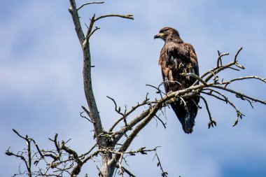 Kel Kartal (Haliaeetus leucocephalus) genç, mavi gökyüzü arka planında fotokopi alanı, yatay