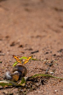 Pearl Crescent Butterfly (Phyciodes tharos) standing on a snail shell with copy space, vertical clipart