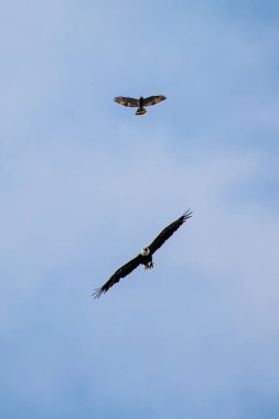 Kel Kartal (Haliaeetus leucocephalus) yetişkin, mavi gökyüzünde geniş kanatlı bir şahinle, dikey