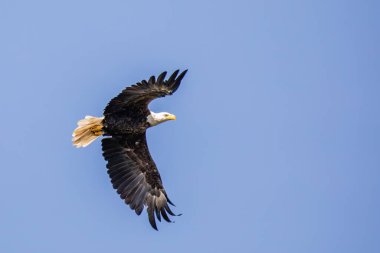 Kel Kartal (Haliaeetus leucocephalus) yetişkin, mavi gökyüzünde fotokopi uzayıyla, yatay