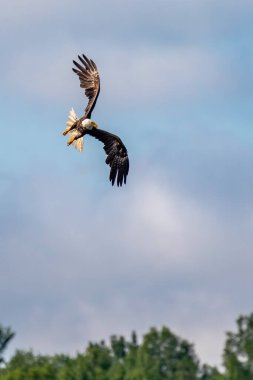 Kel Kartal (Haliaeetus leucocephalus) yetişkin, mavi gökyüzünde fotokopi uzayı ile uçuyor, dikey