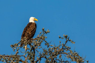 Kel Kartal (Haliaeetus leucocephalus) yetişkin, Wisconsin 'de ölü bir ağaca tünemiş, yatay