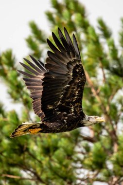 Bald Eagle (Haliaeetus leucocephalus) immature, in flight next to a tree, vertical clipart