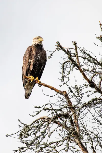 stock image Bald Eagle (Haliaeetus leucocephalus) immature, perched in a dead tree, vertical