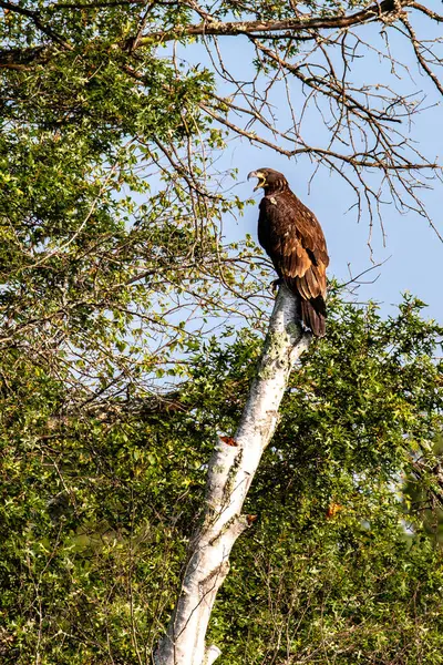 stock image Bald Eagle (Haliaeetus leucocephalus) juvenile, perched in a dead tree screaming with its mouth open, vertical