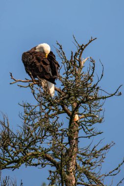 Kel Kartal (Haliaeetus leucocephalus) genç yetişkin, ölü bir ağaca tünemiş, fotokopi alanı, dikey