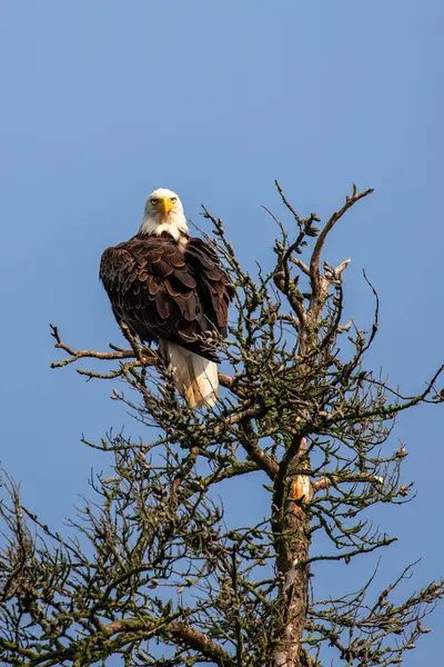 stock image Bald Eagle (Haliaeetus leucocephalus) young adult, perched in a dead tree in a blue sky with copy space, vertical