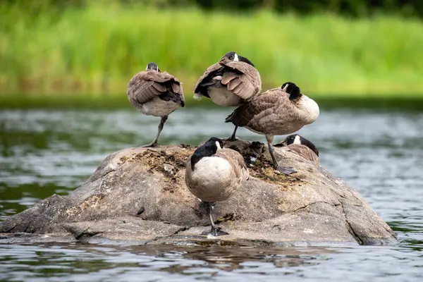 stock image Canada geese (branta canadensis) resting and sleeping on a rock, horizontal