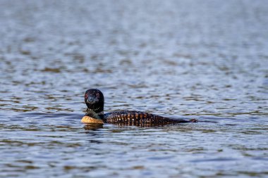 Common loon (Gavia immer) adult on Lake Nokomis in Wisconsin, horizontal clipart