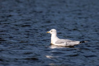 Ring-billed Gull (Larus delawarensis) floating in the middle of a lake, horizontal clipart