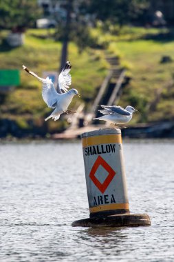 Ring-billed Gull (Larus delawarensis) on a buoy in the middle of a lake, vertical clipart